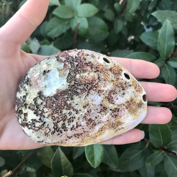 Abalone Shell 🐚 - Picture 3 of 4